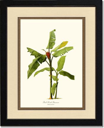 Banana, Red Torch | Vintage Redouté's Fruit Art Print