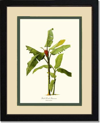 Banana, Red Torch | Vintage Redouté's Fruit Art Print