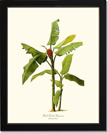 Banana, Red Torch | Vintage Redouté's Fruit Art Print