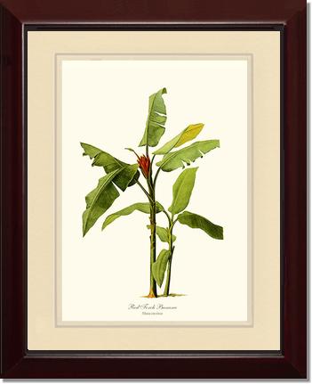 Banana, Red Torch | Vintage Redouté's Fruit Art Print