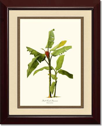Banana, Red Torch | Vintage Redouté's Fruit Art Print