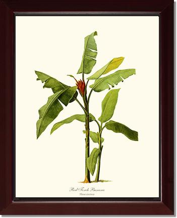 Banana, Red Torch | Vintage Redouté's Fruit Art Print