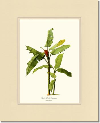 Banana, Red Torch | Vintage Redouté's Fruit Art Print