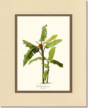 Banana, Red Torch | Vintage Redouté's Fruit Art Print