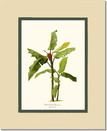 Banana, Red Torch | Vintage Redouté's Fruit Art Print