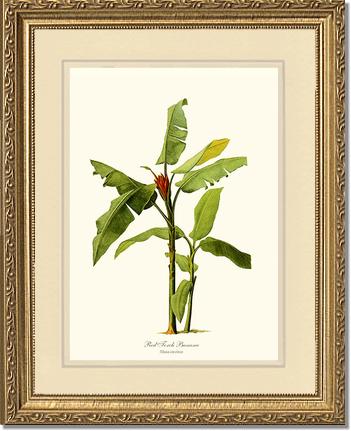 Banana, Red Torch | Vintage Redouté's Fruit Art Print