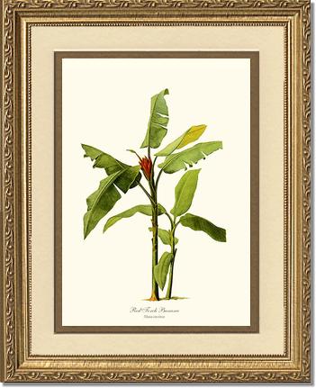 Banana, Red Torch | Vintage Redouté's Fruit Art Print