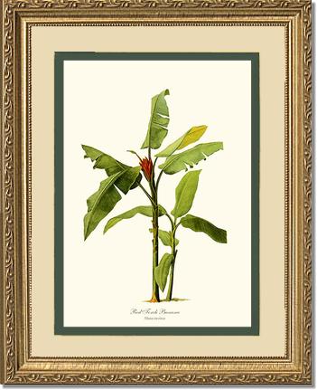 Banana, Red Torch | Vintage Redouté's Fruit Art Print