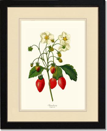 Strawberry | Vintage Redouté's Fruit Art Print