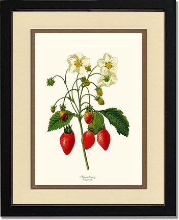 Strawberry | Vintage Redouté's Fruit Art Print