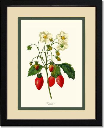 Strawberry | Vintage Redouté's Fruit Art Print