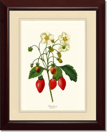 Strawberry | Vintage Redouté's Fruit Art Print
