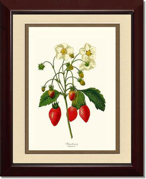 Strawberry | Vintage Redouté's Fruit Wall art print