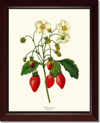 Strawberry | Vintage Redouté's Fruit Art Print