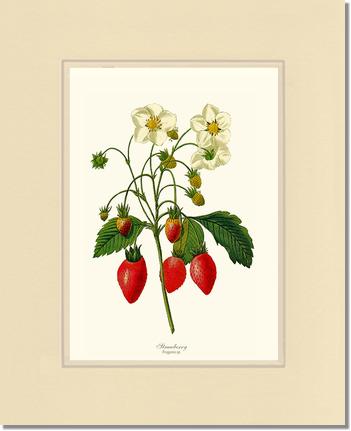Strawberry | Vintage Redouté's Fruit Art Print