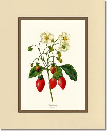 Strawberry | Vintage Redouté's Fruit Art Print