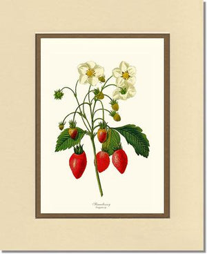 Strawberry | Vintage Redouté's Fruit Wall art print