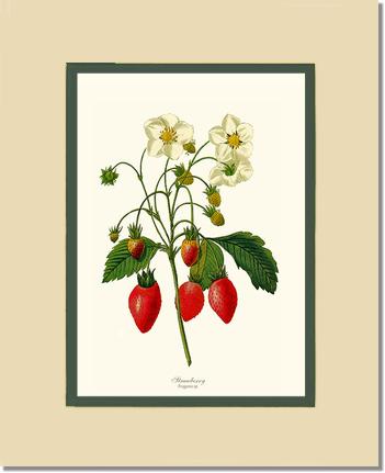 Strawberry | Vintage Redouté's Fruit Art Print