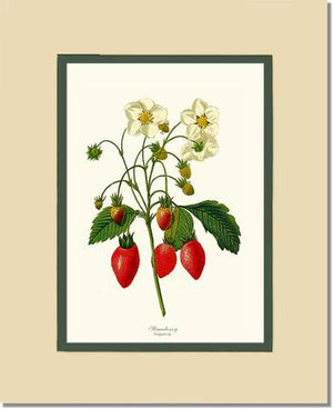 Strawberry | Vintage Redouté's Fruit Wall art print
