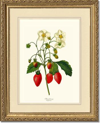 Strawberry | Vintage Redouté's Fruit Art Print