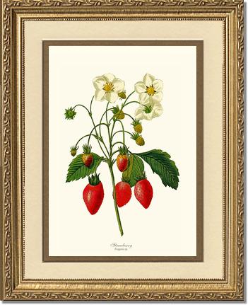 Strawberry | Vintage Redouté's Fruit Art Print