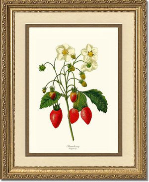 Strawberry | Vintage Redouté's Fruit Wall art print