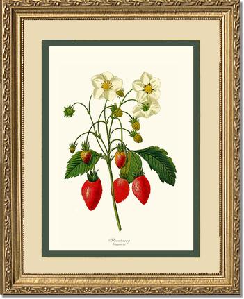 Strawberry | Vintage Redouté's Fruit Art Print
