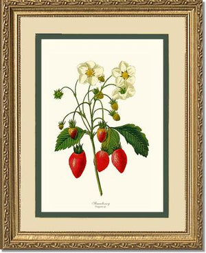 Strawberry | Vintage Redouté's Fruit Wall art print