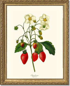 Strawberry | Vintage Redouté's Fruit Wall art print
