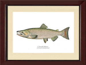 Chinook Salmon - Male