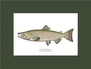 Chinook Salmon - Male