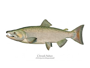 Antique Fish Print: Chinook Salmon - Male