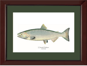 Chinook Salmon -  Adult Female