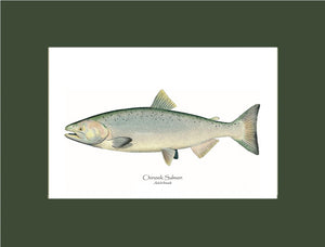 Chinook Salmon -  Adult Female