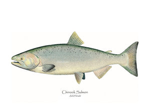 Antique Fish Print: Chinook Sallmon -  Adult Female