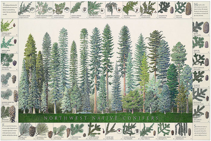 Northwest Native Conifers Poster and Identification Chart…