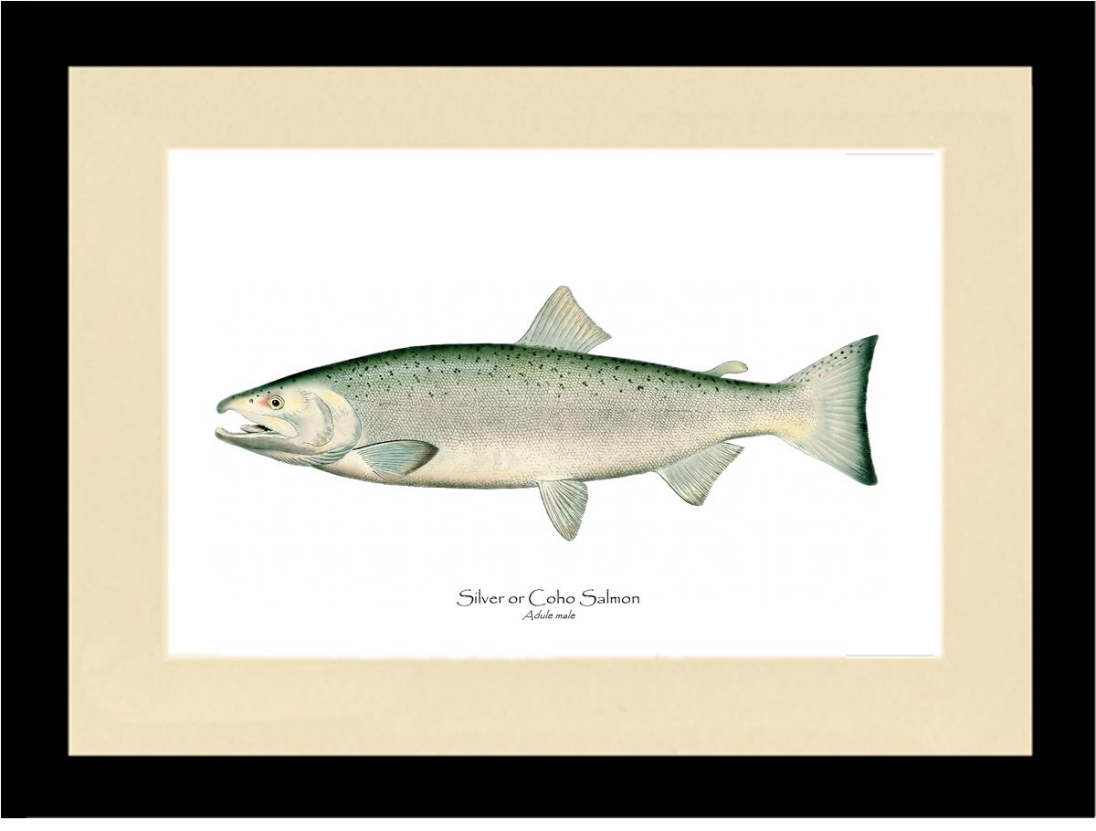 Coho Salmon - Male Vintage Wall Art Fish Print