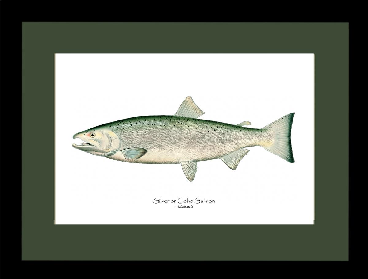 Coho Salmon - Male Vintage Wall Art Fish Print