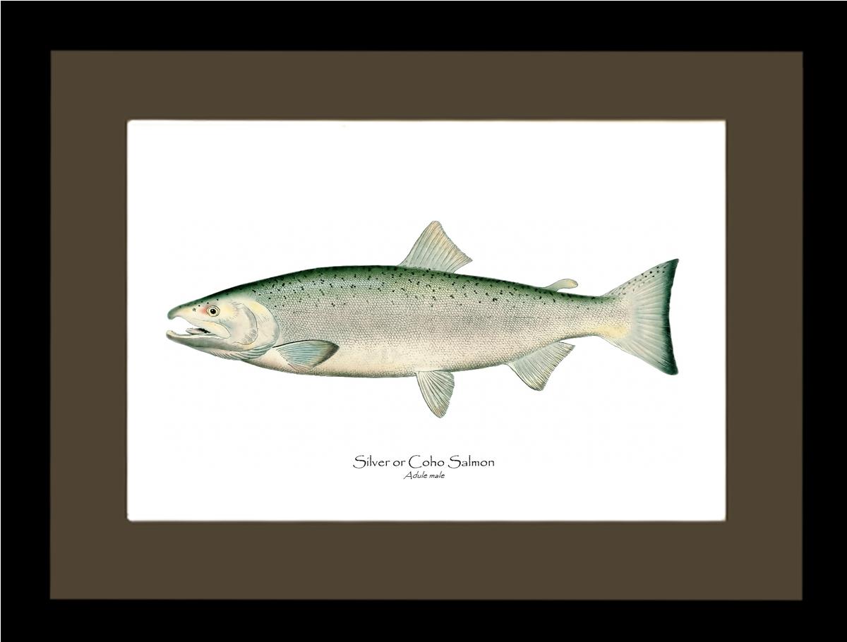 Coho Salmon - Male Vintage Wall Art Fish Print