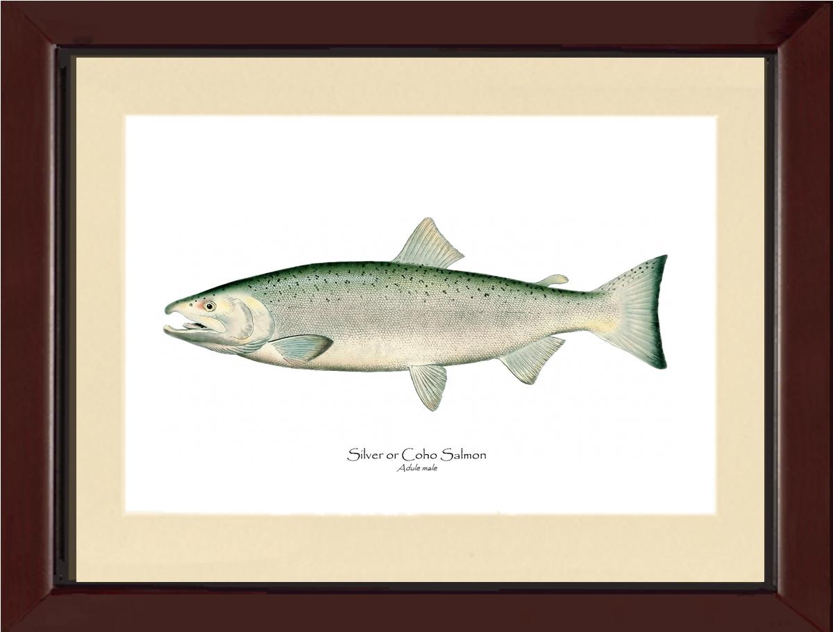 Coho Salmon - Male Vintage Wall Art Fish Print