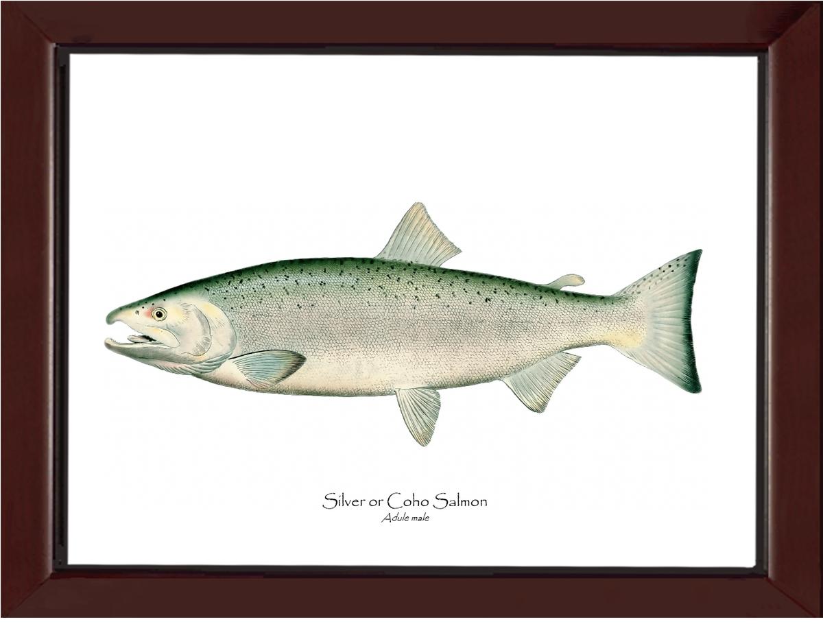 Coho Salmon - Male Vintage Wall Art Fish Print