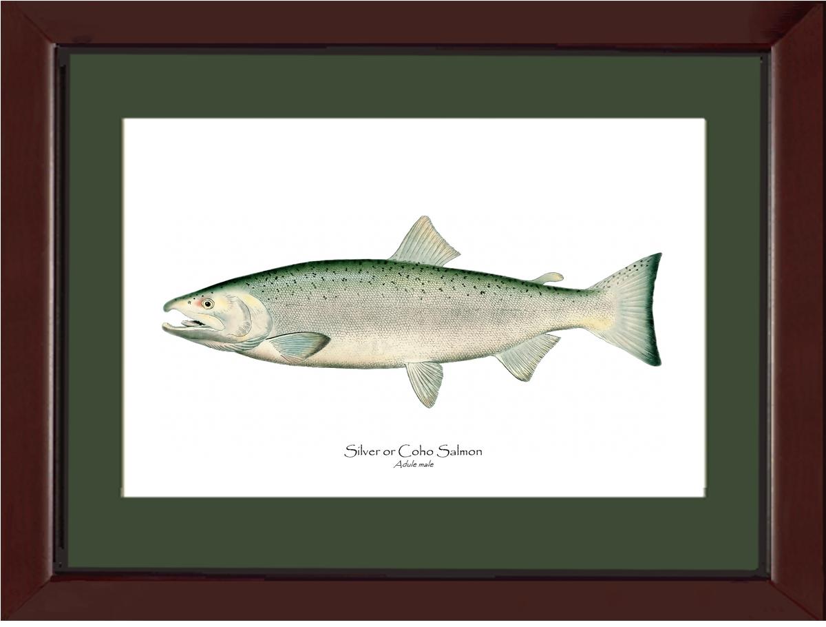 Coho Salmon - Male Vintage Wall Art Fish Print