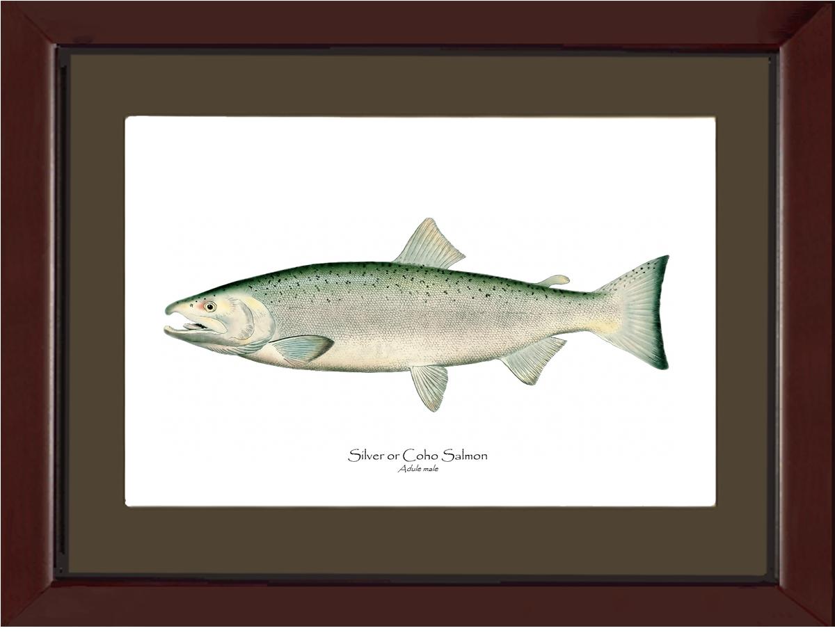 Coho Salmon - Male Vintage Wall Art Fish Print