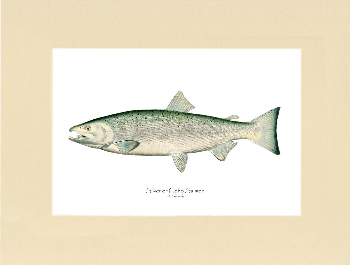 Coho Salmon - Male Vintage Wall Art Fish Print