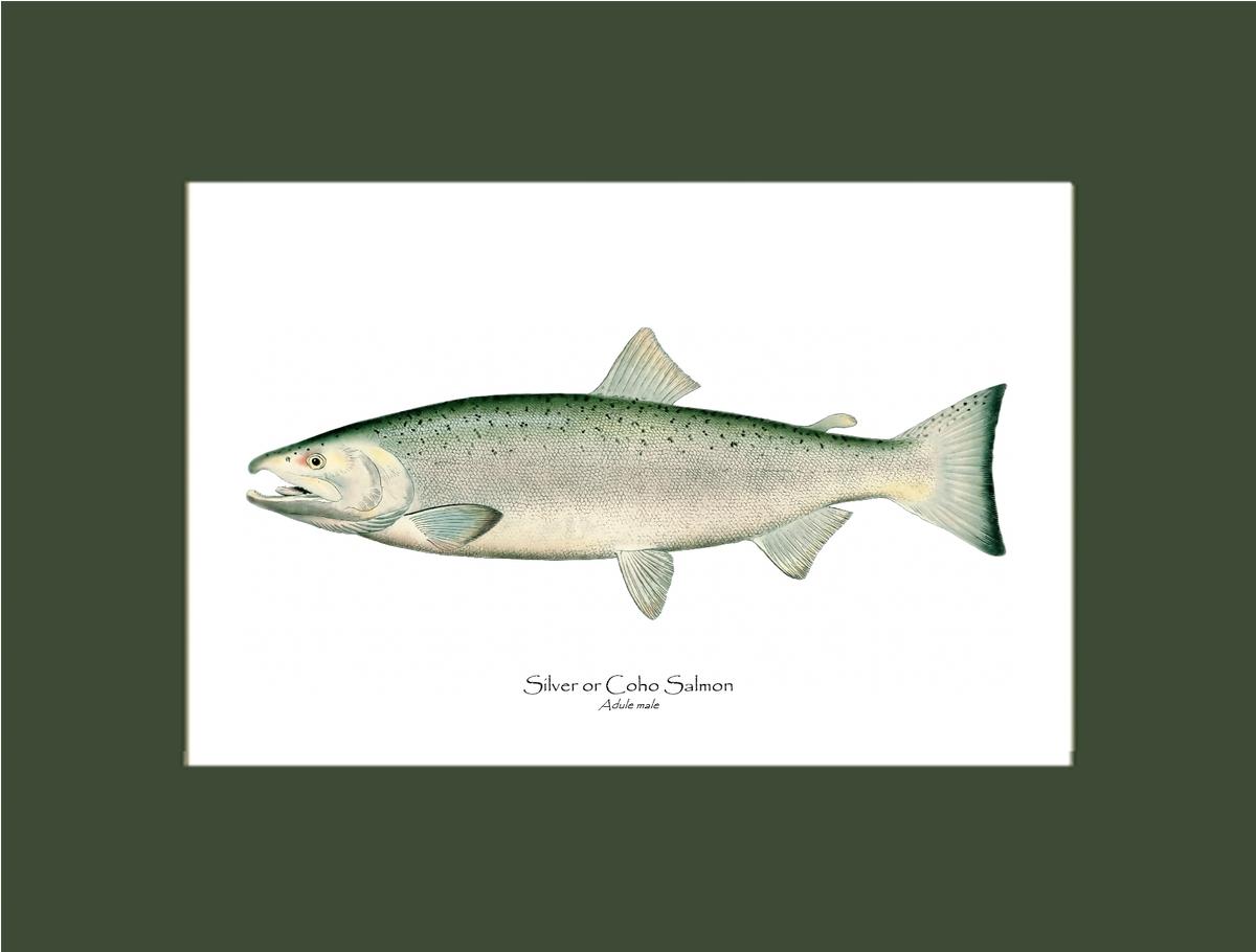 Coho Salmon - Male Vintage Wall Art Fish Print