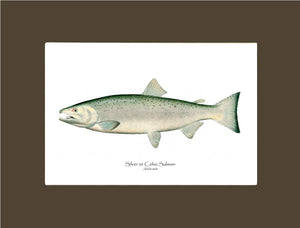 Coho Salmon - Male