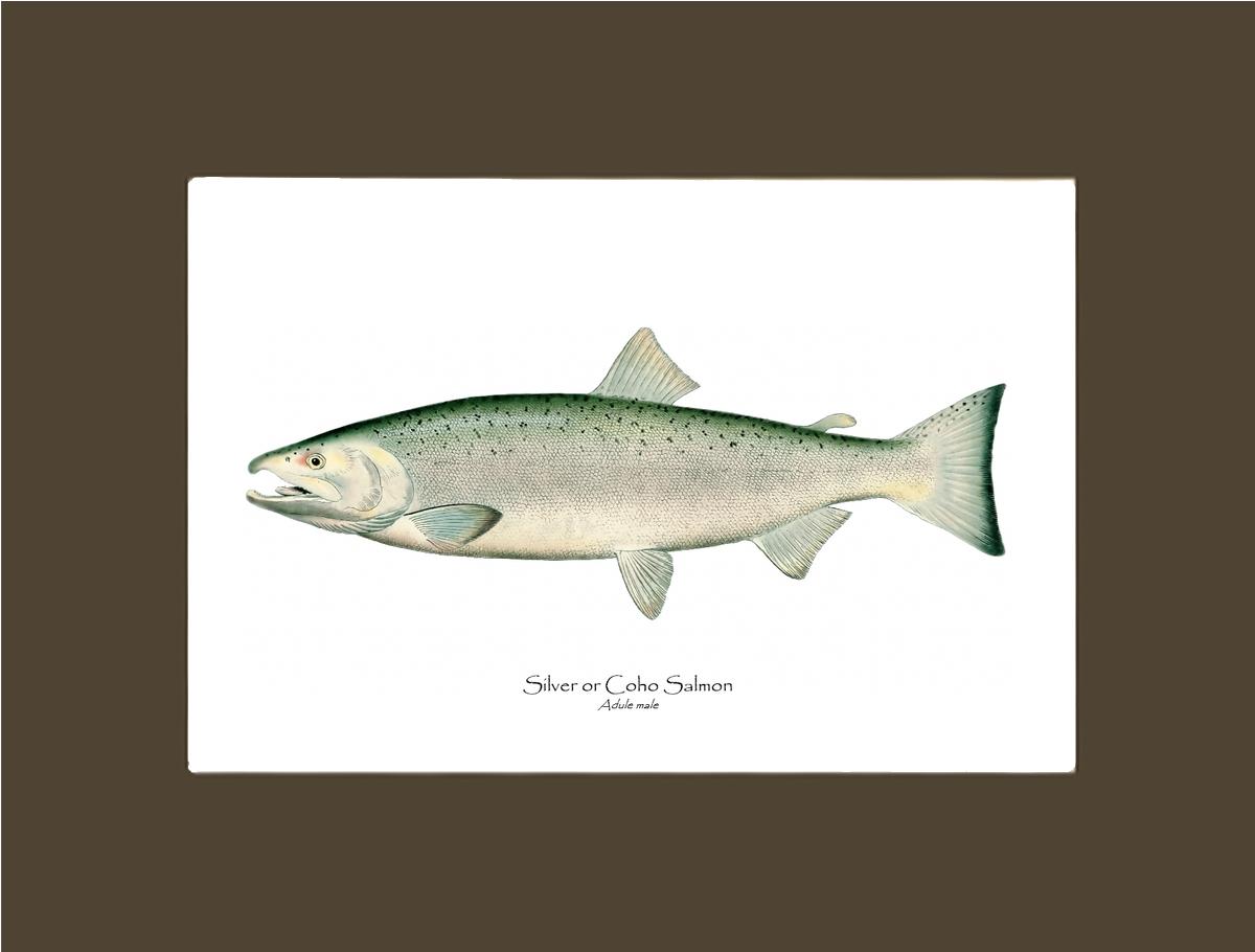 Coho Salmon - Male Vintage Wall Art Fish Print