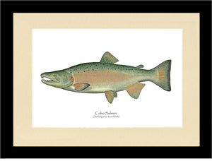 Coho Salmon - Breeding Male