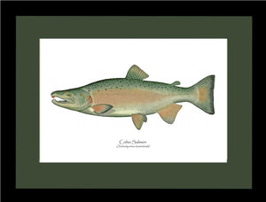 Coho Salmon - Breeding Male