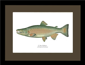 Coho Salmon - Breeding Male